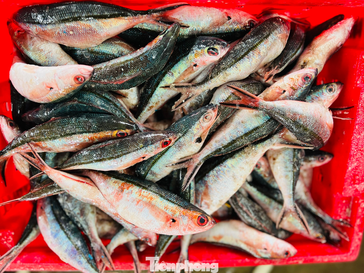 Hiện giá cá chuồn cồ được thương lái thu mua với giá từ 40.000- 80.000 đồng/kg, cá mú 50.000 -100.000 đồng/kg, cá mó 30.000–50.000 đồng/kg, cá đỏ củ 40.000 đồng/kg… Hiện giá cá chuồn cồ được thương lái thu mua với giá từ 40.000- 80.000 đồng/kg, cá mú 50.000 -100.000 đồng/kg, cá mó 30.000–50.000 đồng/kg, cá đỏ củ 40.000 đồng/kg…