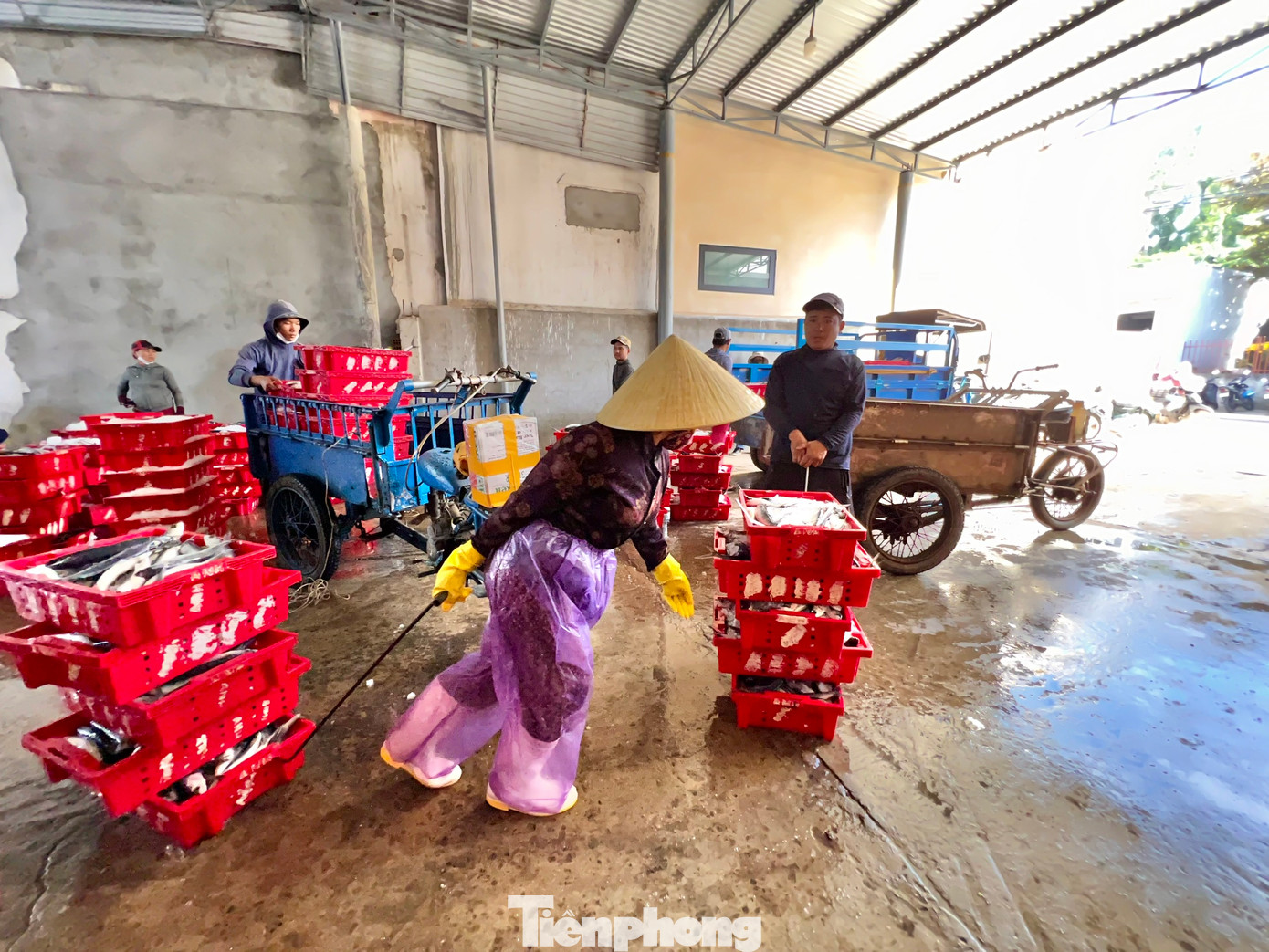 Bên cạnh niềm vui của các chủ tàu, các người dân ở các làng chài ven biển Quảng Ngãi cũng phấn khởi không kém. Bởi nhờ việc phân loại cá, mỗi người dân ở nơi đây có thu nhập từ 100.000 đến 300.000 đồng mỗi ngày. Bên cạnh niềm vui của các chủ tàu, các người dân ở các làng chài ven biển Quảng Ngãi cũng phấn khởi không kém. Bởi nhờ việc phân loại cá, mỗi người dân ở nơi đây có thu nhập từ 100.000 đến 300.000 đồng mỗi ngày.