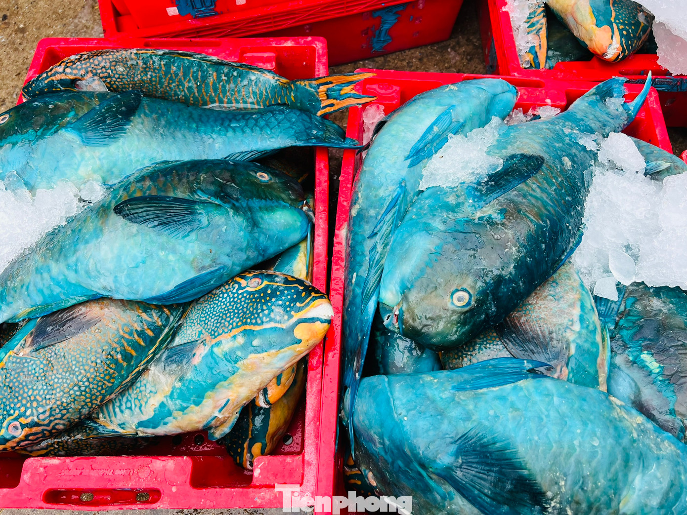 Hiện giá cá chuồn cồ được thương lái thu mua với giá từ 40.000- 80.000 đồng/kg, cá mú 50.000 -100.000 đồng/kg, cá mó 30.000–50.000 đồng/kg, cá đỏ củ 40.000 đồng/kg… Hiện giá cá chuồn cồ được thương lái thu mua với giá từ 40.000- 80.000 đồng/kg, cá mú 50.000 -100.000 đồng/kg, cá mó 30.000–50.000 đồng/kg, cá đỏ củ 40.000 đồng/kg…