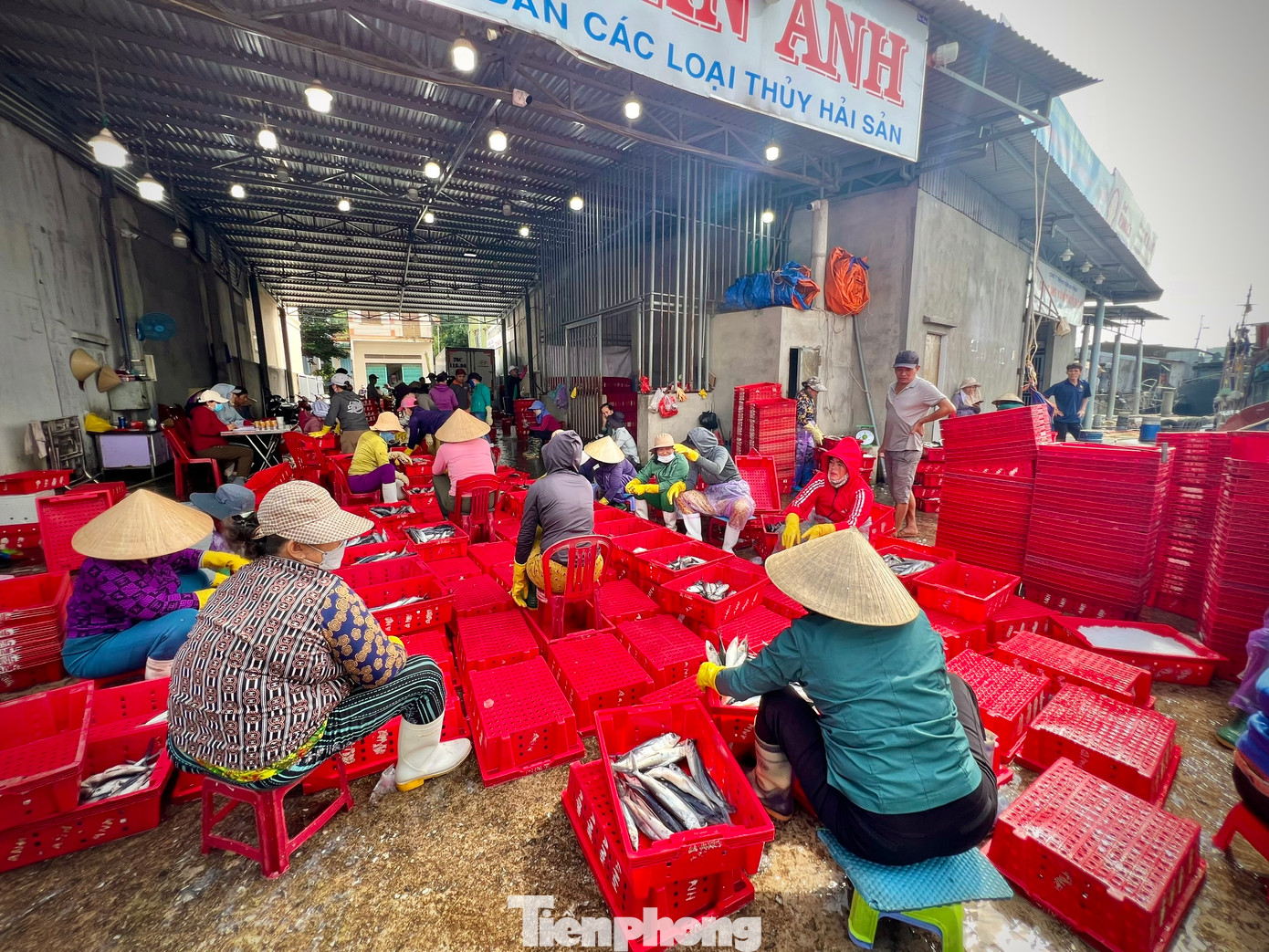 Nhộn nhịp cảnh mua bán hải sản tại cảng cá Sa Kỳ. Nhộn nhịp cảnh mua bán hải sản tại cảng cá Sa Kỳ.