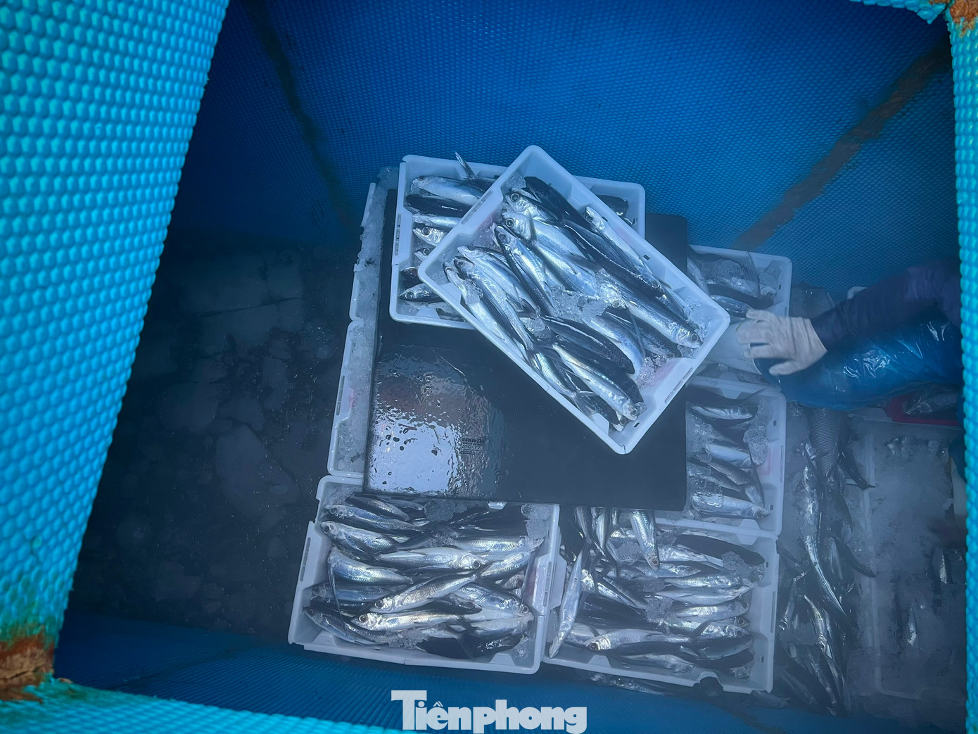 Tại các cảng cá Sa Kỳ (xã Bình Châu, huyện Bình Sơn), và Tịnh Hòa, Tịnh Kỳ thuộc thành phố Quảng Ngãi những ngày cuối năm vô cùng sôi động bởi các tàu đánh cá liên tục cập bến bán cho thương lái. Tiếng động cơ tàu cá về bến rền vang hòa cùng với tiếng cười của người mua, bán, đúng nghĩa chợ Tết. Tại các cảng cá Sa Kỳ (xã Bình Châu, huyện Bình Sơn), và Tịnh Hòa, Tịnh Kỳ thuộc thành phố Quảng Ngãi những ngày cuối năm vô cùng sôi động bởi các tàu đánh cá liên tục cập bến bán cho thương lái. Tiếng động cơ tàu cá về bến rền vang hòa cùng với tiếng cười của người mua, bán, đúng nghĩa chợ Tết.