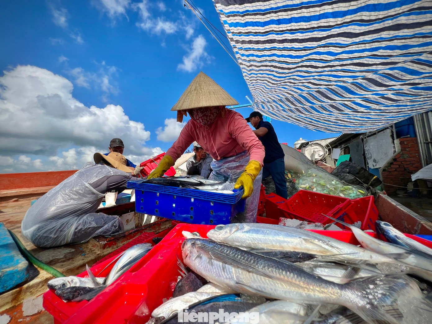 “Sau 20 ngày lênh đênh trên biển, 7 ngư dân trên tàu đánh bắt được hơn 4 tấn cá chuồn cồ. Với giá thị trường hiện nay, mỗi kg cá chuồn cồ dao động từ 40.000 - 80.000 đồng. Trừ chi phí, xăng dầu, đá… chuyến này anh em bạn thuyền được chia mỗi người 10 triệu đồng, có thêm tiền mua sắm, chi tiêu tết”, ngư dân Bùi Hoa chia sẻ. “Sau 20 ngày lênh đênh trên biển, 7 ngư dân trên tàu đánh bắt được hơn 4 tấn cá chuồn cồ. Với giá thị trường hiện nay, mỗi kg cá chuồn cồ dao động từ 40.000 - 80.000 đồng. Trừ chi phí, xăng dầu, đá… chuyến này anh em bạn thuyền được chia mỗi người 10 triệu đồng, có thêm tiền mua sắm, chi tiêu tết”, ngư dân Bùi Hoa chia sẻ.