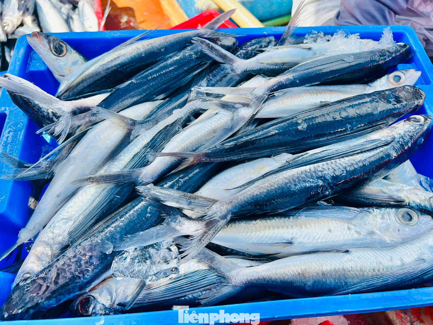 Hiện giá cá chuồn cồ được thương lái thu mua với giá từ 40.000- 80.000 đồng/kg, cá mú 50.000 -100.000 đồng/kg, cá mó 30.000–50.000 đồng/kg, cá đỏ củ 40.000 đồng/kg… Hiện giá cá chuồn cồ được thương lái thu mua với giá từ 40.000- 80.000 đồng/kg, cá mú 50.000 -100.000 đồng/kg, cá mó 30.000–50.000 đồng/kg, cá đỏ củ 40.000 đồng/kg…