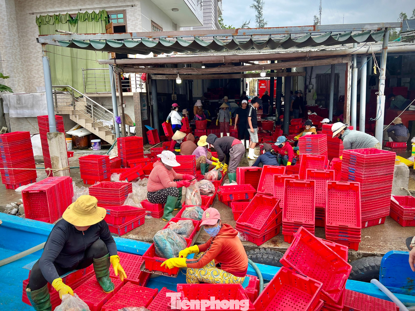 Cạnh đó, tàu cá QNg 90316 TS của ngư dân Đỗ Chí Bình (trú thôn Định Tân, xã Bình Châu) cùng chung niềm vui sau 22 ngày đi biển thắng lợi, cá đầy khoang. “Tàu cá của tôi cùng 12 thuyền viên hành nghề lặn, xuất bến ra ngư trường Hoàng Sa vào đầu tháng Chạp. Phiên biển cuối năm dù thời tiết bất lợi nhưng bù lại trúng nhiều mẻ cá lớn gồm: Cá mú đỏ, cá mó, cá đỏ củ, cá bò… Ngoài ra, các thuyền viên còn tranh thủ câu được nhiều mực nang nên có thu nhập cao trong phiên biển này". Cạnh đó, tàu cá QNg 90316 TS của ngư dân Đỗ Chí Bình (trú thôn Định Tân, xã Bình Châu) cùng chung niềm vui sau 22 ngày đi biển thắng lợi, cá đầy khoang. “Tàu cá của tôi cùng 12 thuyền viên hành nghề lặn, xuất bến ra ngư trường Hoàng Sa vào đầu tháng Chạp. Phiên biển cuối năm dù thời tiết bất lợi nhưng bù lại trúng nhiều mẻ cá lớn gồm: Cá mú đỏ, cá mó, cá đỏ củ, cá bò… Ngoài ra, các thuyền viên còn tranh thủ câu được nhiều mực nang nên có thu nhập cao trong phiên biển này".