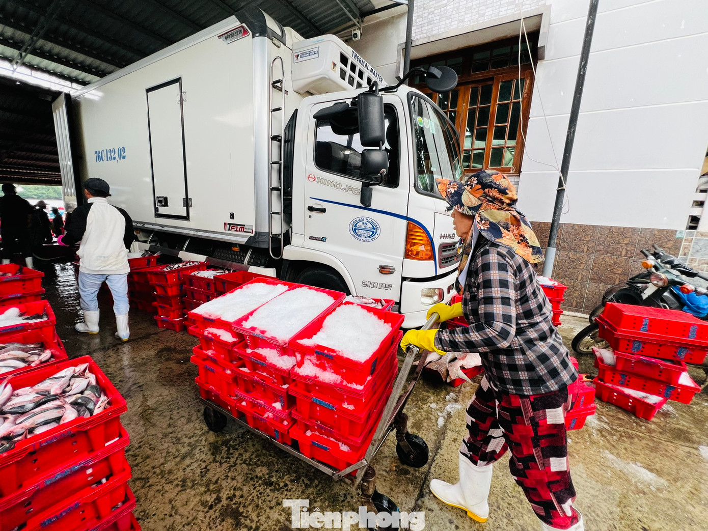 Sau khi hải sản được phân loại, thương lái ướp đá đưa lên xe tải lạnh chở đi tiêu thụ ở các tỉnh, thành miền ở Trung và Tây Nguyên. Sau khi hải sản được phân loại, thương lái ướp đá đưa lên xe tải lạnh chở đi tiêu thụ ở các tỉnh, thành miền ở Trung và Tây Nguyên.