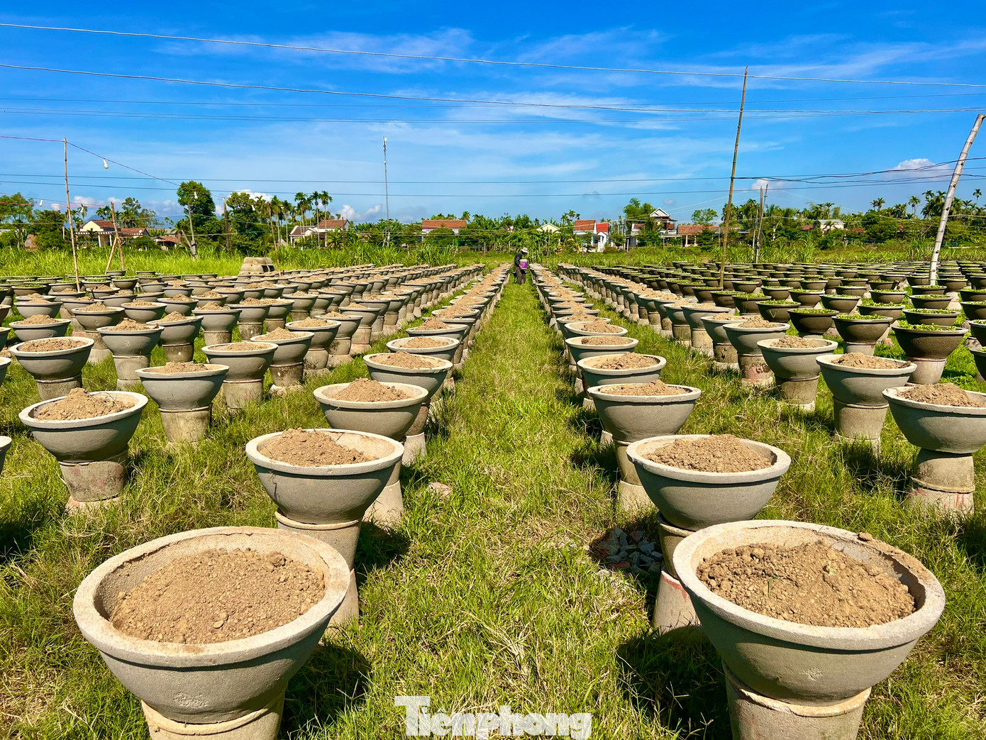 Người dân hối hả xuống giống vụ cúc Tết. Ảnh: Nguyễn Ngọc.