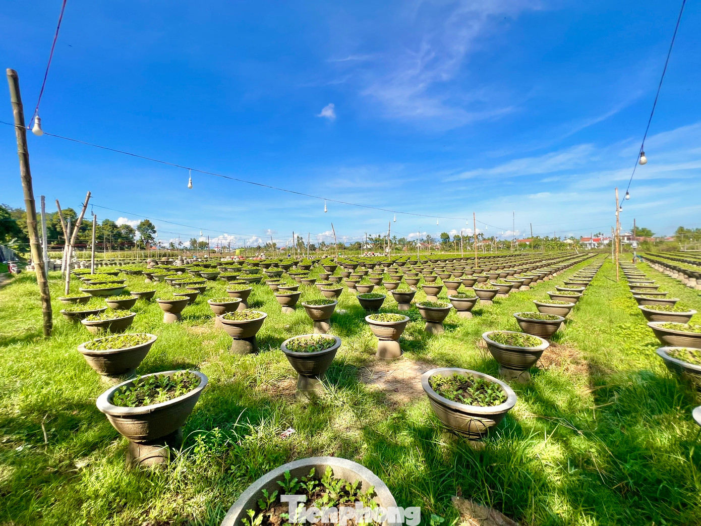 Người dân bắt đầu kéo đèn điện thắp sáng cho hoa cúc. Ảnh: Nguyễn Ngọc.