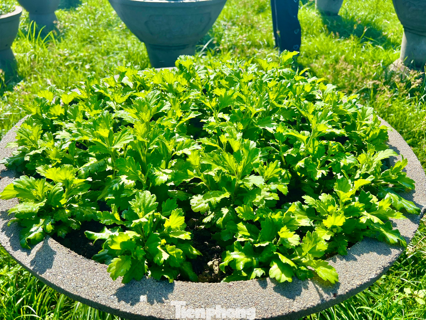 Đến nay tại hầu hết các nhà vườn, hoa đã phát triển đều. Ảnh: Nguyễn Ngọc.