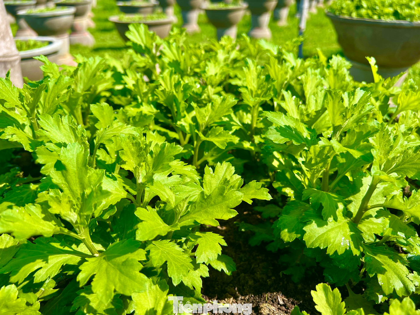 Đến nay tại hầu hết các nhà vườn, hoa đã phát triển đều. Ảnh: Nguyễn Ngọc.