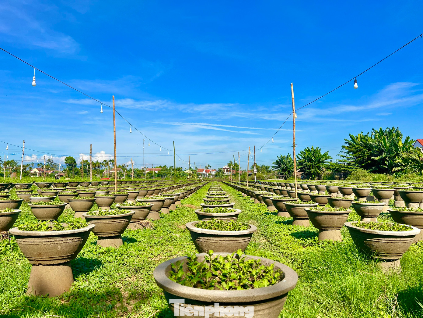 Người dân bắt đầu kéo đèn điện thắp sáng cho hoa cúc. Ảnh: Nguyễn Ngọc.