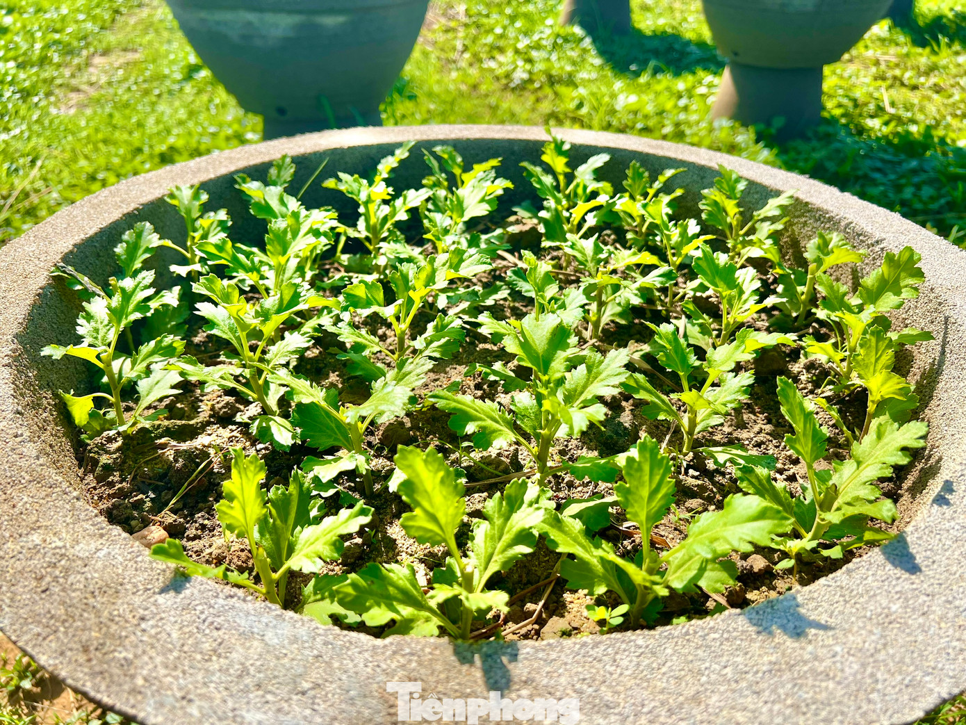 Đến nay tại hầu hết các nhà vườn, hoa đã phát triển đều. Ảnh: Nguyễn Ngọc.