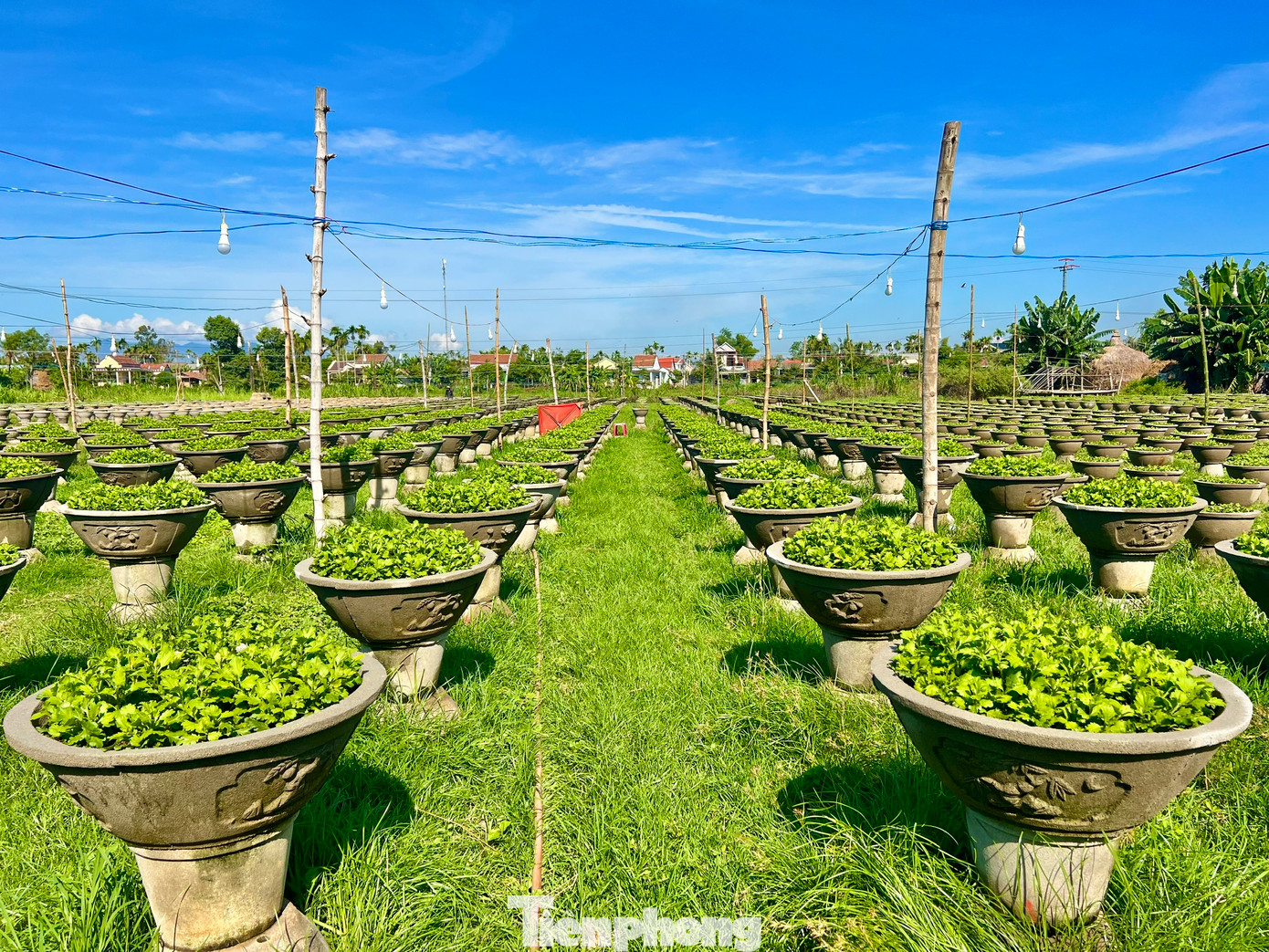 Người dân bắt đầu kéo đèn điện thắp sáng cho hoa cúc. Ảnh: Nguyễn Ngọc.