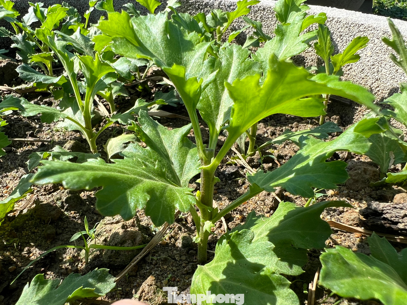 Đến nay tại hầu hết các nhà vườn, hoa đã phát triển đều. Ảnh: Nguyễn Ngọc.