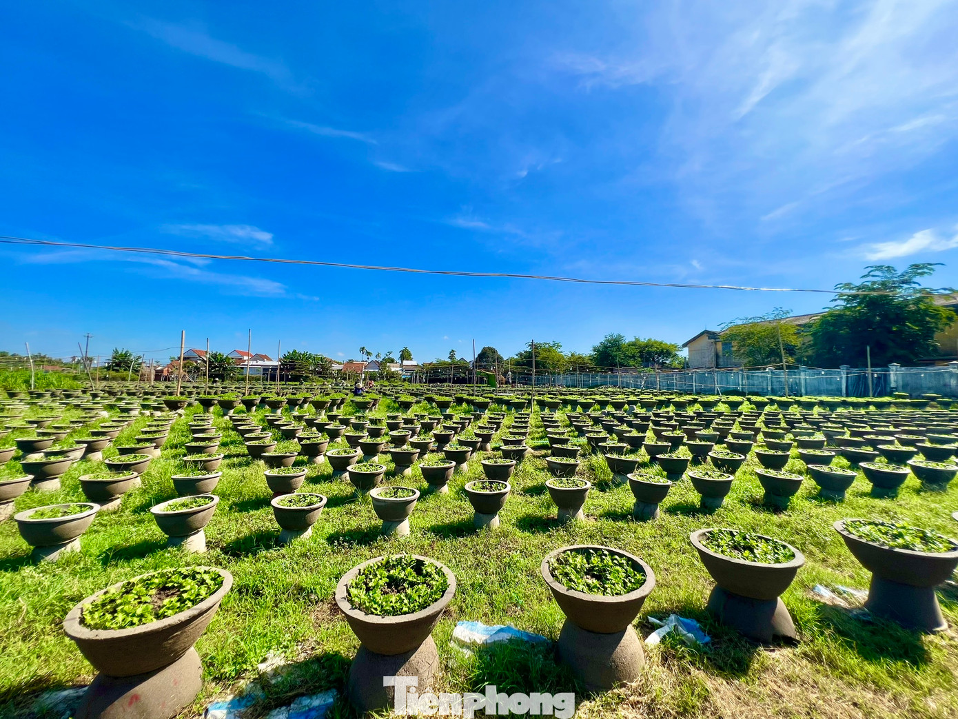 Người dân bắt đầu kéo đèn điện thắp sáng cho hoa cúc. Ảnh: Nguyễn Ngọc.