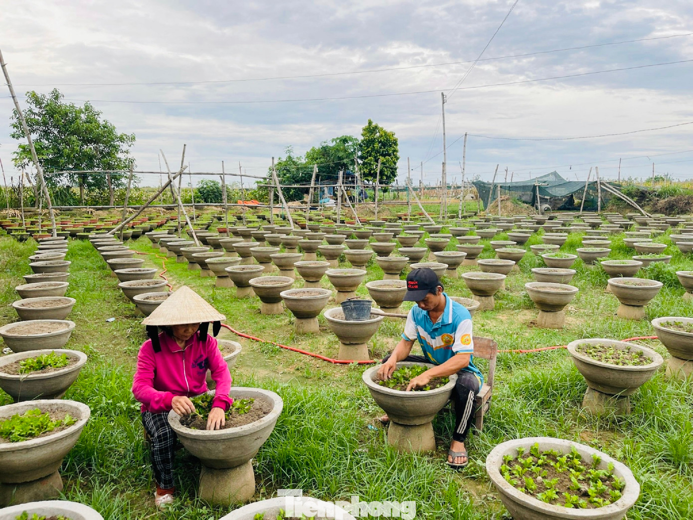 Người dân hối hả xuống giống vụ cúc Tết. Ảnh: Nguyễn Ngọc.