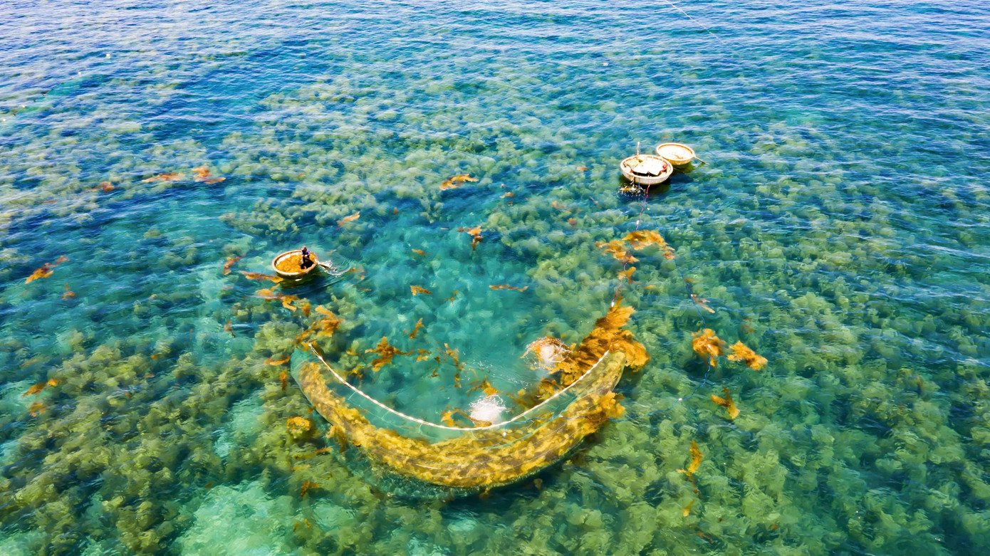 Nhờ sự vào cuộc tích cực của chính quyền địa phương và cộng đồng, năm nay việc khai thác rong mơ đã diễn ra đúng thời điểm. Ảnh: Hải Phong Nhờ sự vào cuộc tích cực của chính quyền địa phương và cộng đồng, năm nay việc khai thác rong mơ đã diễn ra đúng thời điểm. Ảnh: Hải Phong