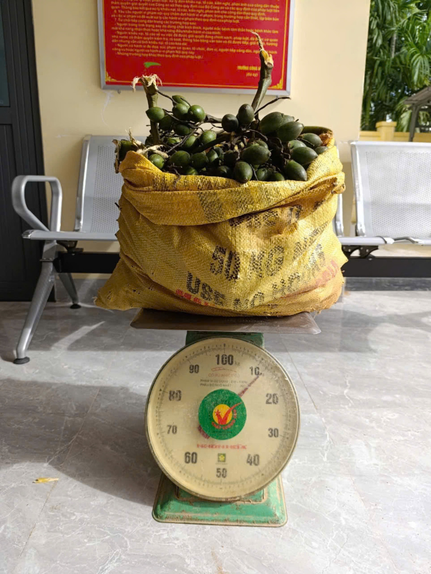 Tang vật được thu giữ là 12kg cau.