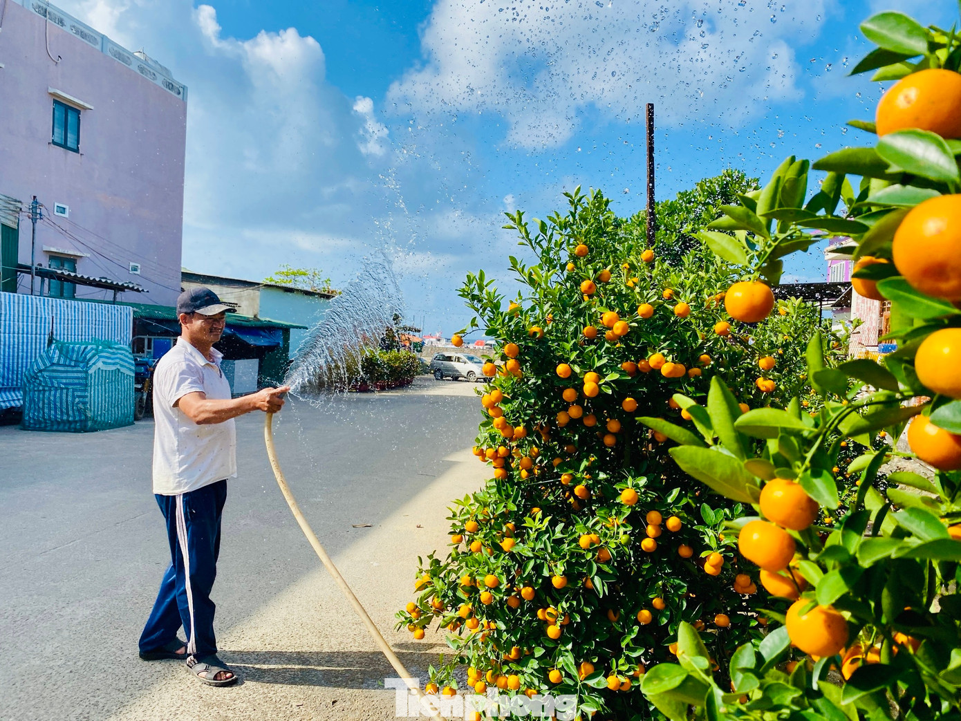 Ông Trần Văn Bình, thôn Tây An Vĩnh (huyện Lý Sơn) cho hay, năm nay ông mua 100 chậu quất cảnh ở TP. Hội An (tỉnh Quảng Nam) đưa về bán cho người dân trên đảo chơi tết. “Quất cảnh năm nay đẹp hơn do thời tiết thuận lợi, trái sum suê, lá xanh mướt. Giá quất dao động từ 1-4 triệu đồng/chậu”, ông Bình nói thêm.
