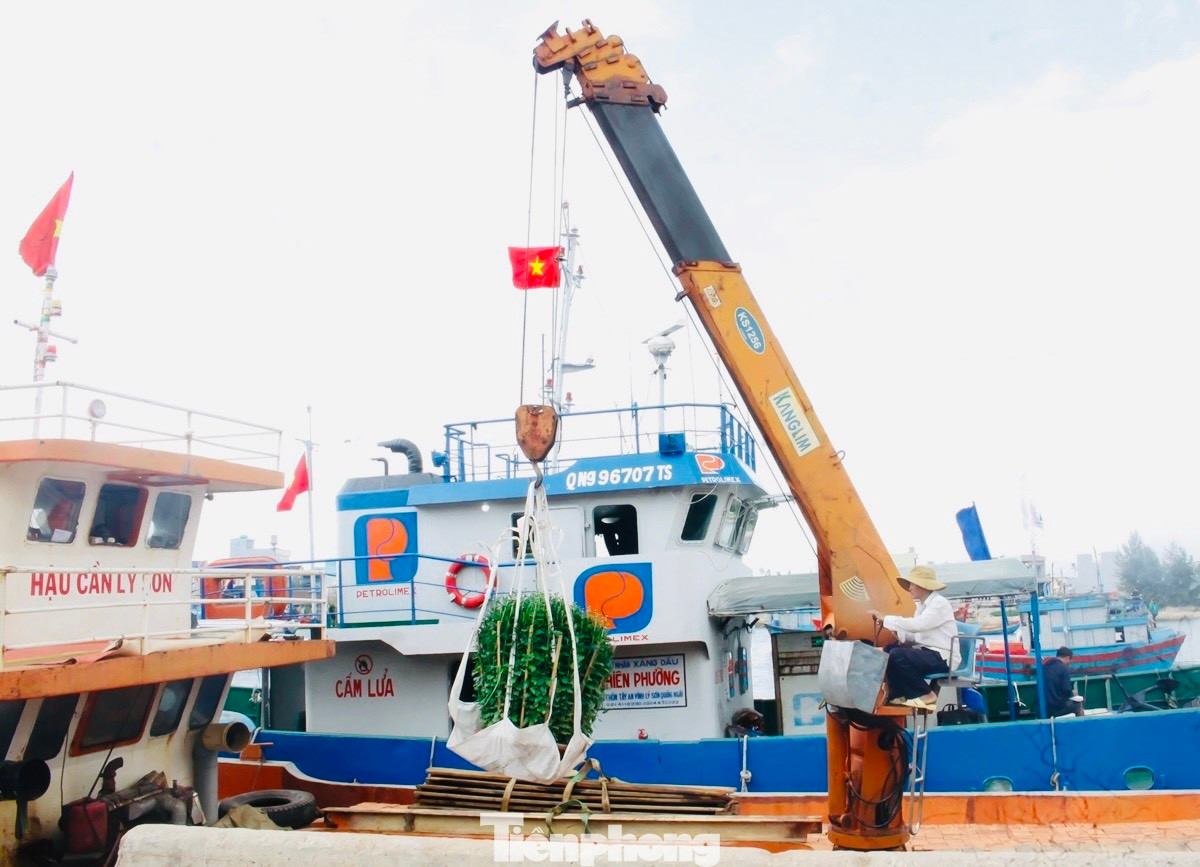 Những ngày này, trên bến dưới thuyền ở bến cảng Sa Kỳ đã nhộn nhịp không khí mùa xuân với nhiều loại hoa cúc, vạn thọ, quất, đào, mai… chờ được đưa lên tàu chở ra đảo Lý Sơn.