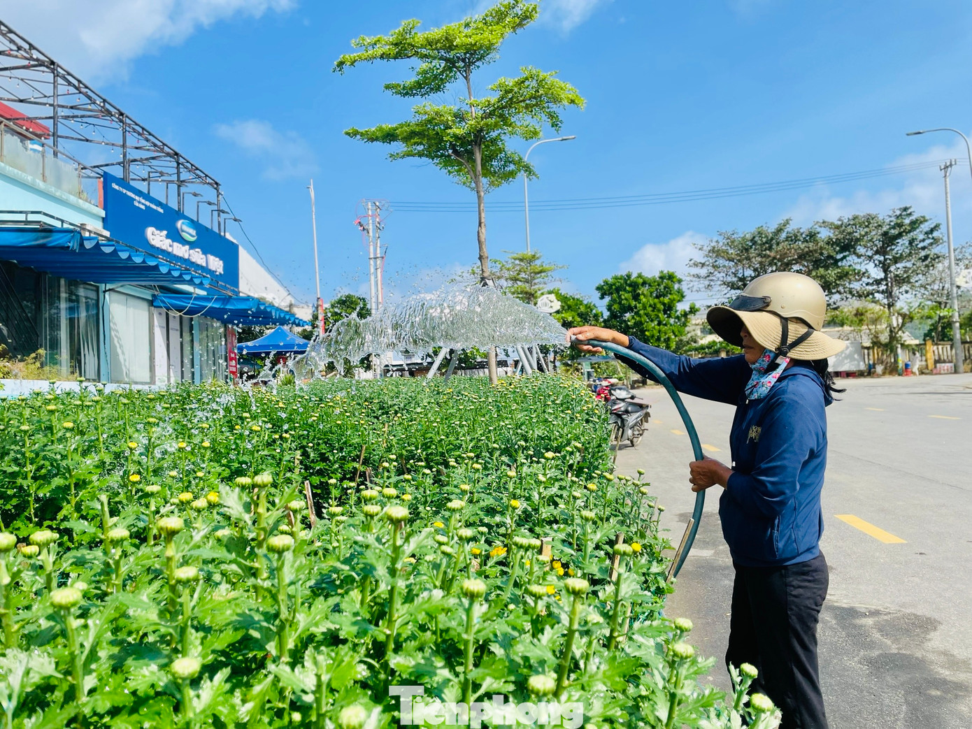 Những chậu hoa cúc cũng đã ra tới đảo Lý Sơn.