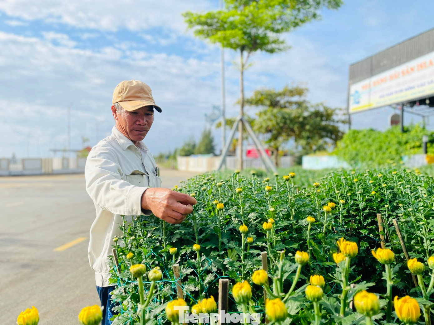 Những chậu hoa cúc cũng đã ra tới đảo Lý Sơn.