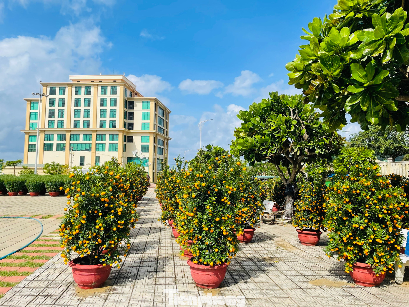 Hiện không khí mùa xuân đang tràn ngập khắp huyện đảo. Những băng rôn, khẩu hiệu chào đón mùa xuân mới càng làm cho không khí xuân Giáp Thìn 2024 thêm rộn ràng và ấm áp.