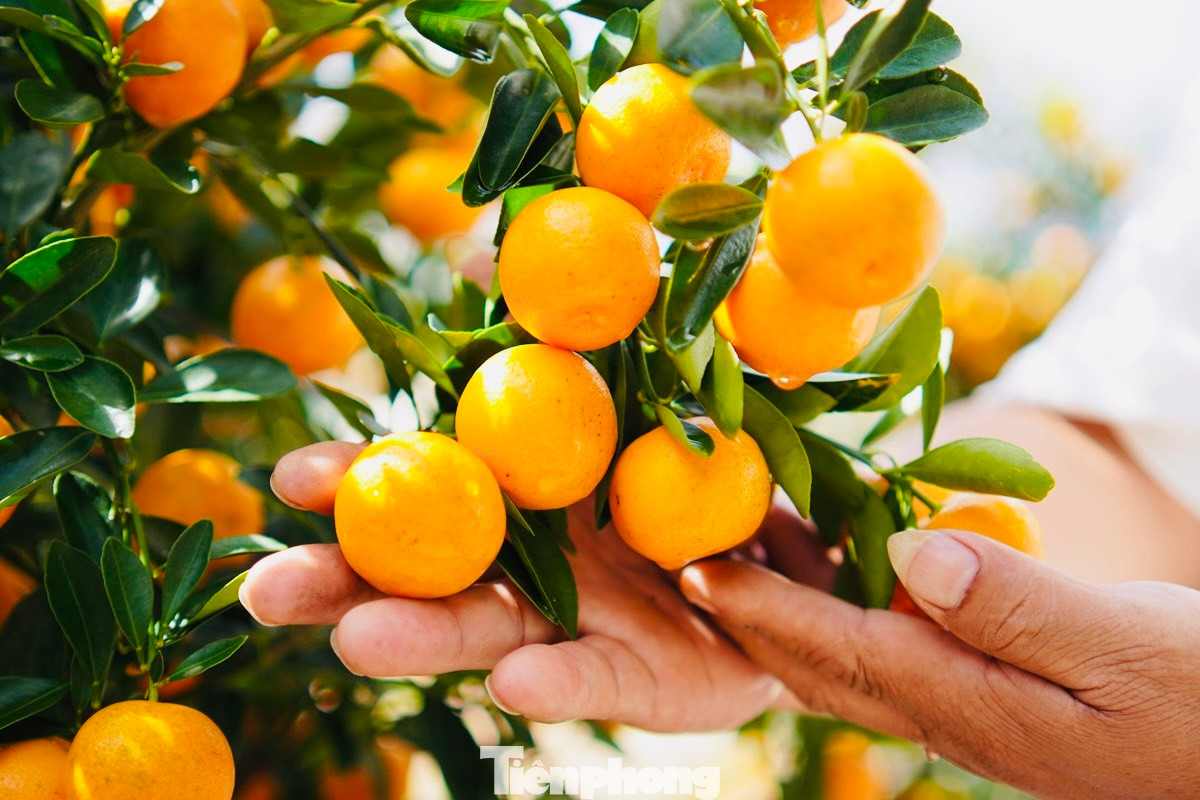 Trao đổi với PV, bà Phạm Thị Hương – Chủ tịch UBND huyện Lý Sơn cho biết, hàng hóa năm nay trên đảo rất đa dạng và phong phú. Giờ nơi nào trên đảo cũng rực rỡ sắc màu hoa cúc, hoa mai, quất cảnh. Để bình ổn giá không để xảy ra tình trạng đầu cơ, ghim hàng, trục lợi trong dịp Tết, huyện đã giao cơ quan chức năng nắm chắc tình hình buôn bán và niêm yết giá của các đại lý, cửa hàng.