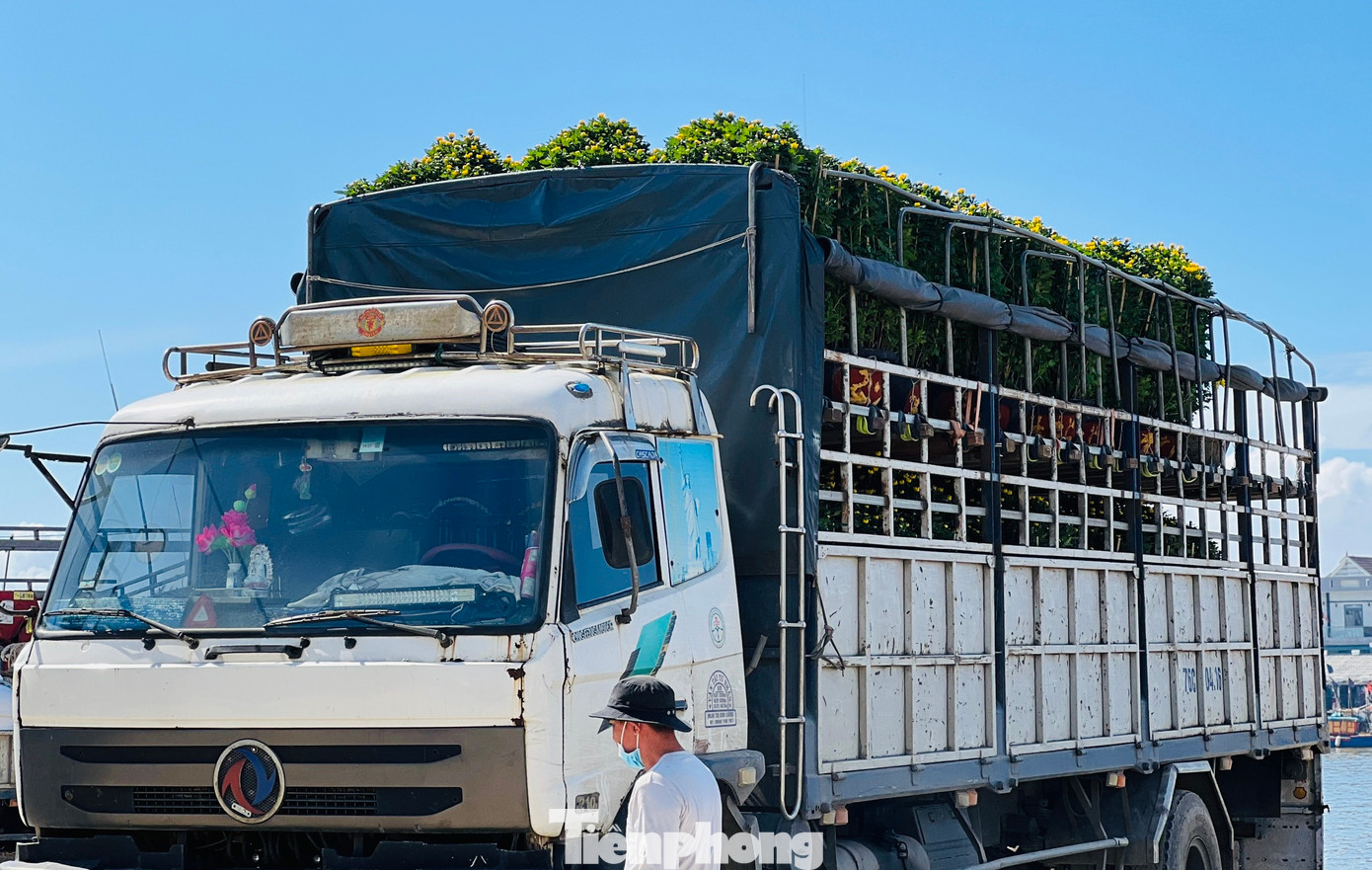 Những ngày này, trên bến dưới thuyền ở bến cảng Sa Kỳ đã nhộn nhịp không khí mùa xuân với nhiều loại hoa cúc, vạn thọ, quất, đào, mai… chờ được đưa lên tàu chở ra đảo Lý Sơn.