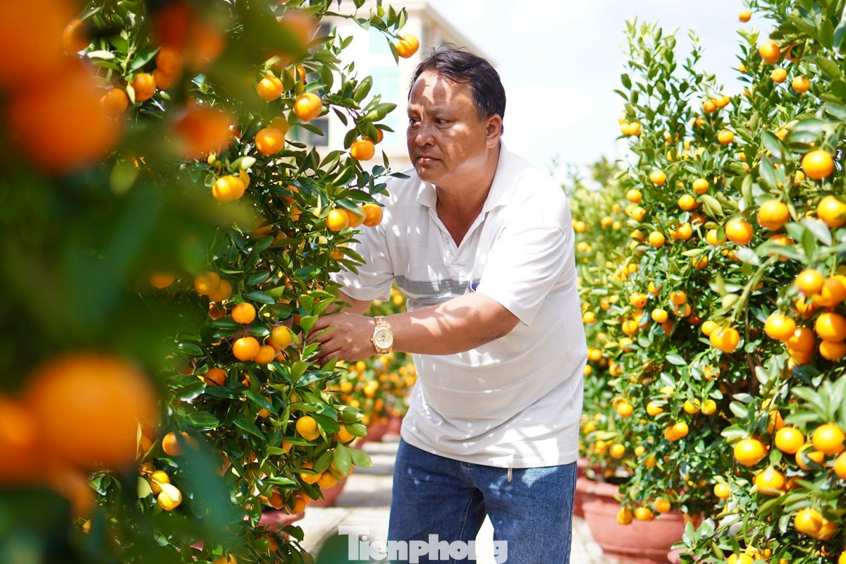 Ông Trần Văn Bình, thôn Tây An Vĩnh (huyện Lý Sơn) cho hay, năm nay ông mua 100 chậu quất cảnh ở TP. Hội An (tỉnh Quảng Nam) đưa về bán cho người dân trên đảo chơi tết. “Quất cảnh năm nay đẹp hơn do thời tiết thuận lợi, trái sum suê, lá xanh mướt. Giá quất dao động từ 1-4 triệu đồng/chậu”, ông Bình nói thêm.