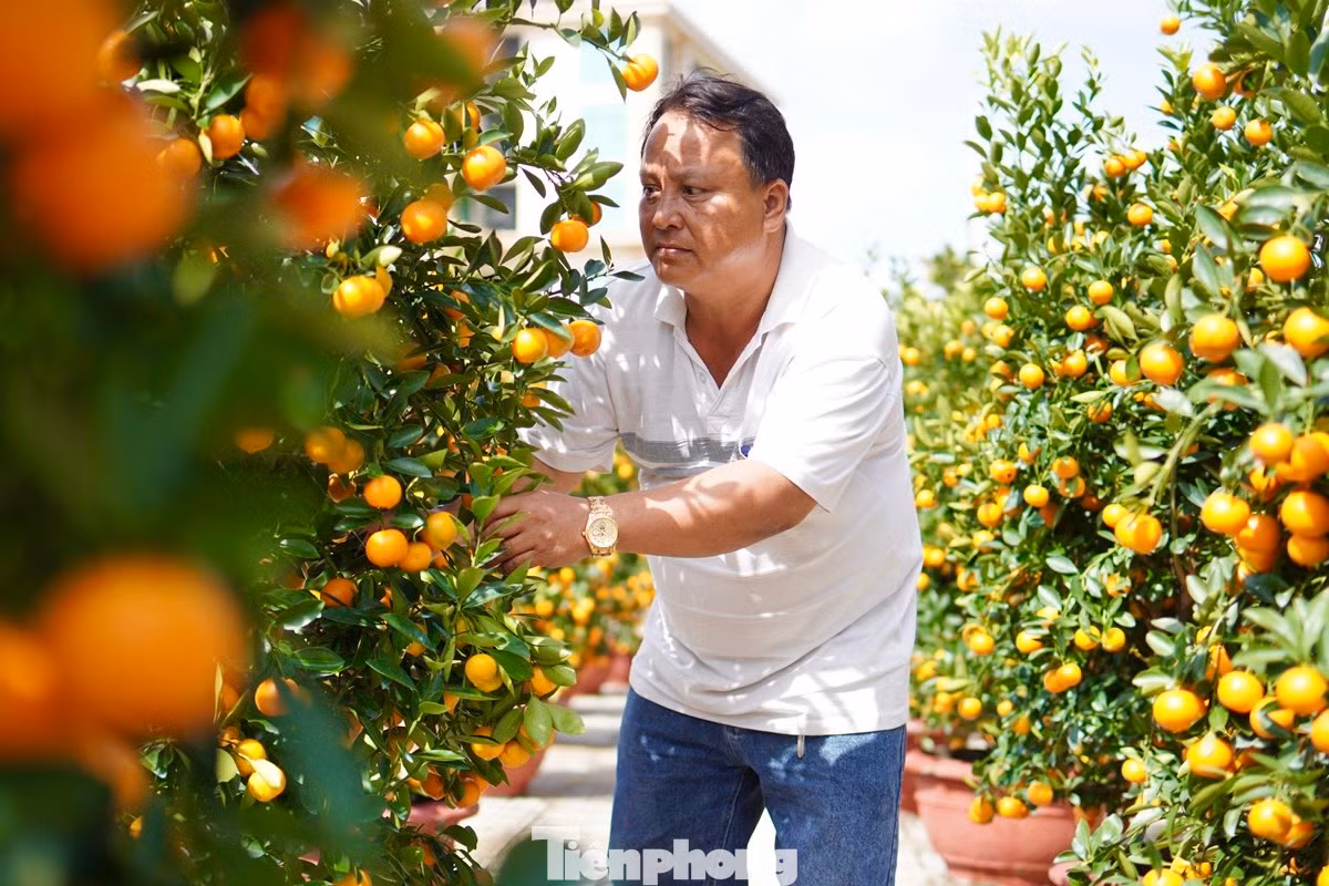 Ông Trần Văn Bình, thôn Tây An Vĩnh (huyện Lý Sơn) cho hay, năm nay ông mua 100 chậu quất cảnh ở TP. Hội An (tỉnh Quảng Nam) đưa về bán cho người dân trên đảo chơi tết. “Quất cảnh năm nay đẹp hơn do thời tiết thuận lợi, trái sum suê, lá xanh mướt. Giá quất dao động từ 1-4 triệu đồng/chậu”, ông Bình nói thêm.