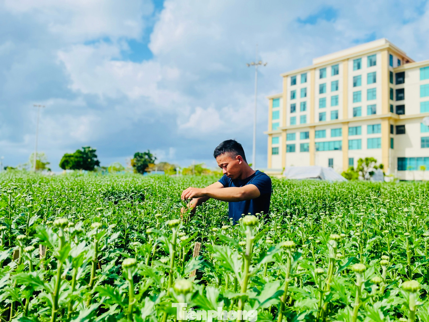 Những chậu hoa cúc cũng đã ra tới đảo Lý Sơn.