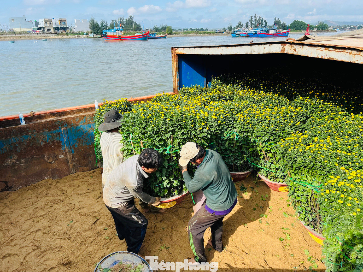 Ông Trần Văn Thành, công nhân cảng Sa Kỳ cho biết, khó khăn nhất là vận chuyển những chậu hoa cúc to, nặng. Công việc vận chuyển đã khó lại vừa phải đảm bảo không làm hư hỏng, gãy cành hoa.