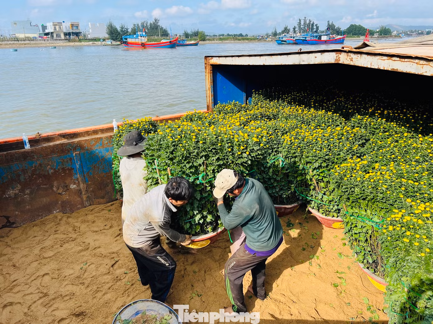 Ông Trần Văn Thành, công nhân cảng Sa Kỳ cho biết, khó khăn nhất là vận chuyển những chậu hoa cúc to, nặng. Công việc vận chuyển đã khó lại vừa phải đảm bảo không làm hư hỏng, gãy cành hoa.