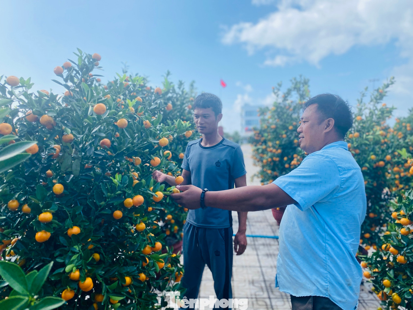 Trao đổi với PV, bà Phạm Thị Hương – Chủ tịch UBND huyện Lý Sơn cho biết, hàng hóa năm nay trên đảo rất đa dạng và phong phú. Giờ nơi nào trên đảo cũng rực rỡ sắc màu hoa cúc, hoa mai, quất cảnh. Để bình ổn giá không để xảy ra tình trạng đầu cơ, ghim hàng, trục lợi trong dịp Tết, huyện đã giao cơ quan chức năng nắm chắc tình hình buôn bán và niêm yết giá của các đại lý, cửa hàng.