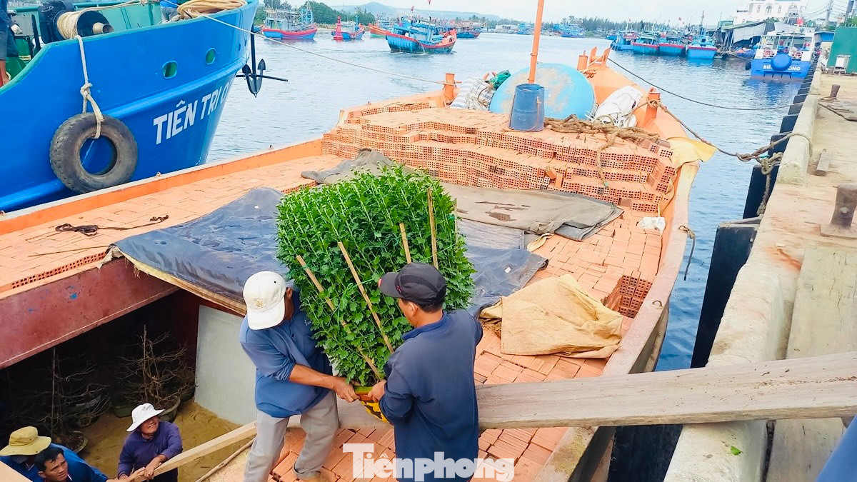 Ông Trần Văn Thành, công nhân cảng Sa Kỳ cho biết, khó khăn nhất là vận chuyển những chậu hoa cúc to, nặng. Công việc vận chuyển đã khó lại vừa phải đảm bảo không làm hư hỏng, gãy cành hoa.