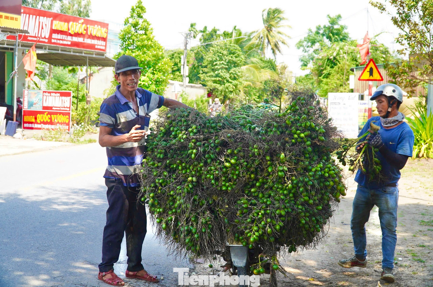 Các chủ vựa cũng đang hạn chế thu mua cau, sợ giá tiếp tục lao dốc.