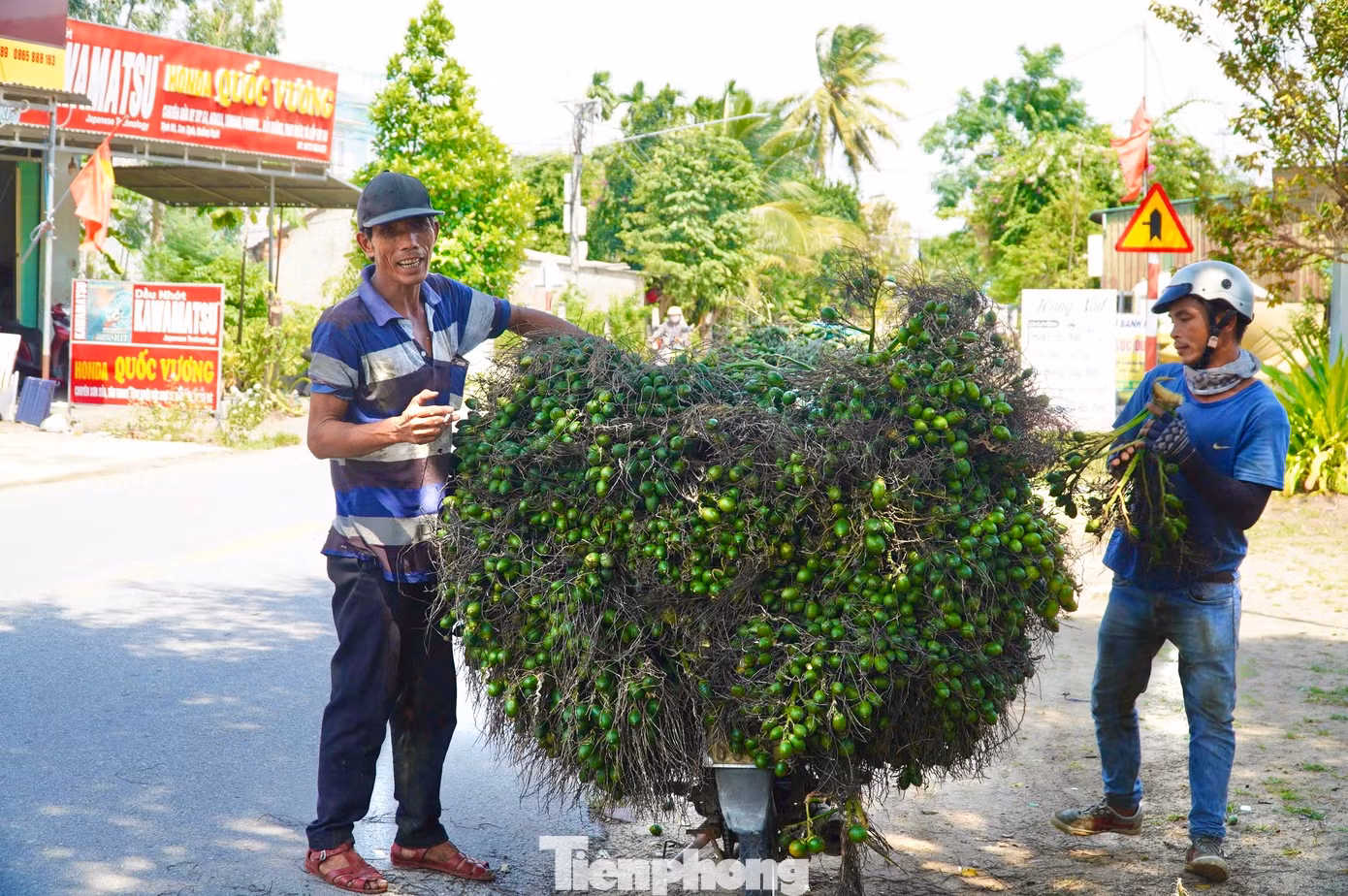 Các chủ vựa cũng đang hạn chế thu mua cau, sợ giá tiếp tục lao dốc.