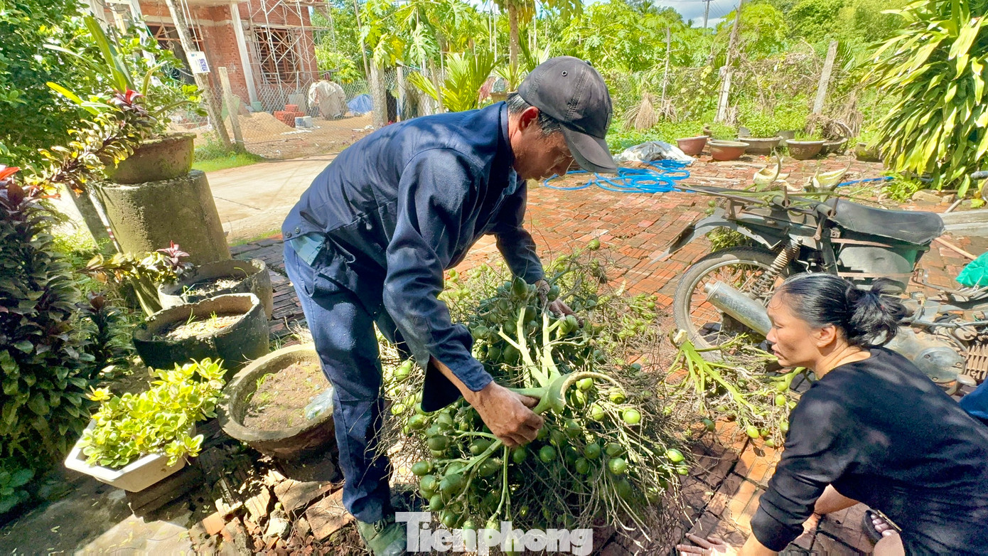 Các chủ vựa cũng đang hạn chế thu mua cau, sợ giá tiếp tục lao dốc.