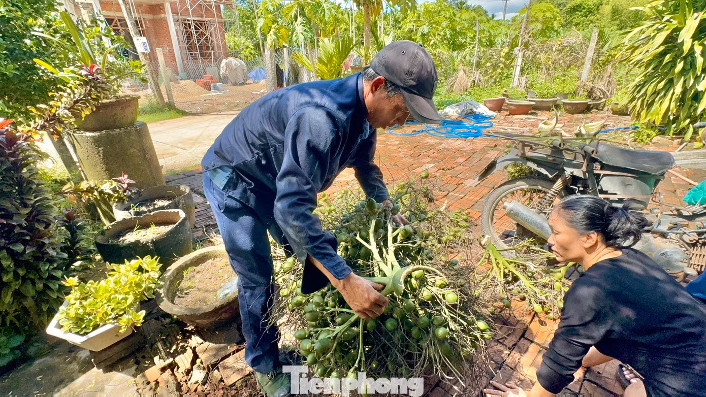 Các chủ vựa cũng đang hạn chế thu mua cau, sợ giá tiếp tục lao dốc.