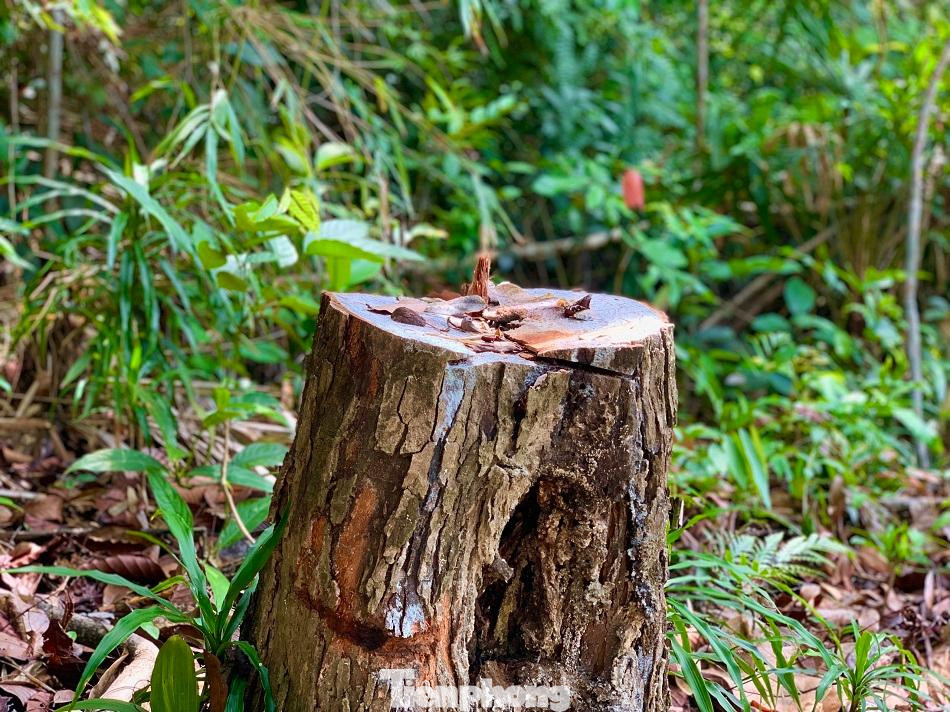 Nhiều cây gỗ có đường kính từ 40-80cm vẫn bị đốn hạ. Ảnh: Nguyễn Ngọc