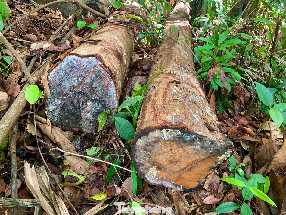 Nhiều cây gỗ bị cắt thành khúc, lâm tặc chưa kịp vận chuyển. Ảnh: Nguyễn Ngọc