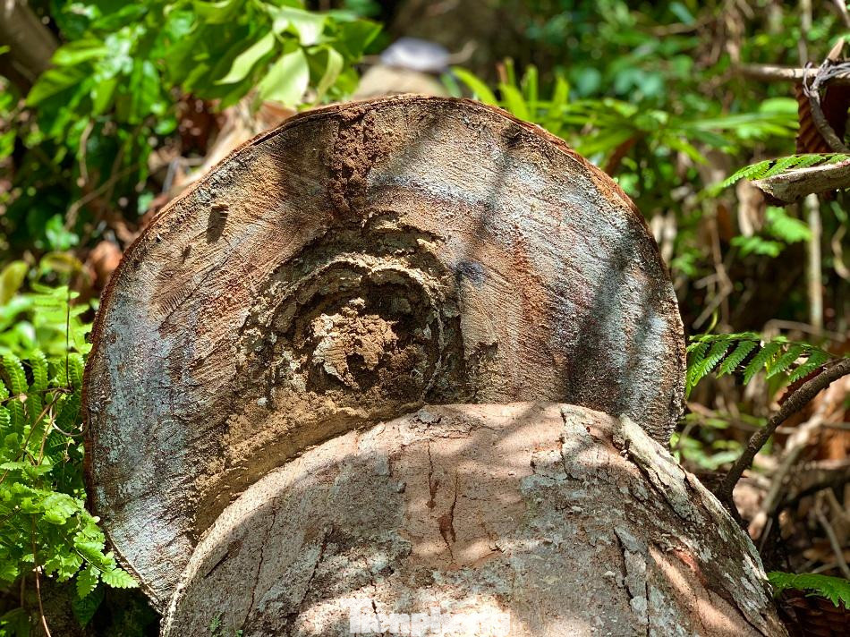 Nhiều khúc gỗ dài hơn 10 mét. Ảnh: Nguyễn Ngọc