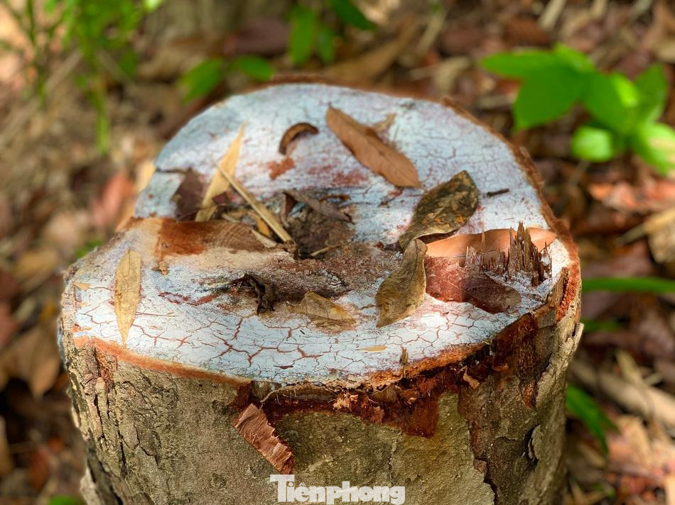 Vết cắt vẫn còn rất mới. Ảnh: Nguyễn Ngọc