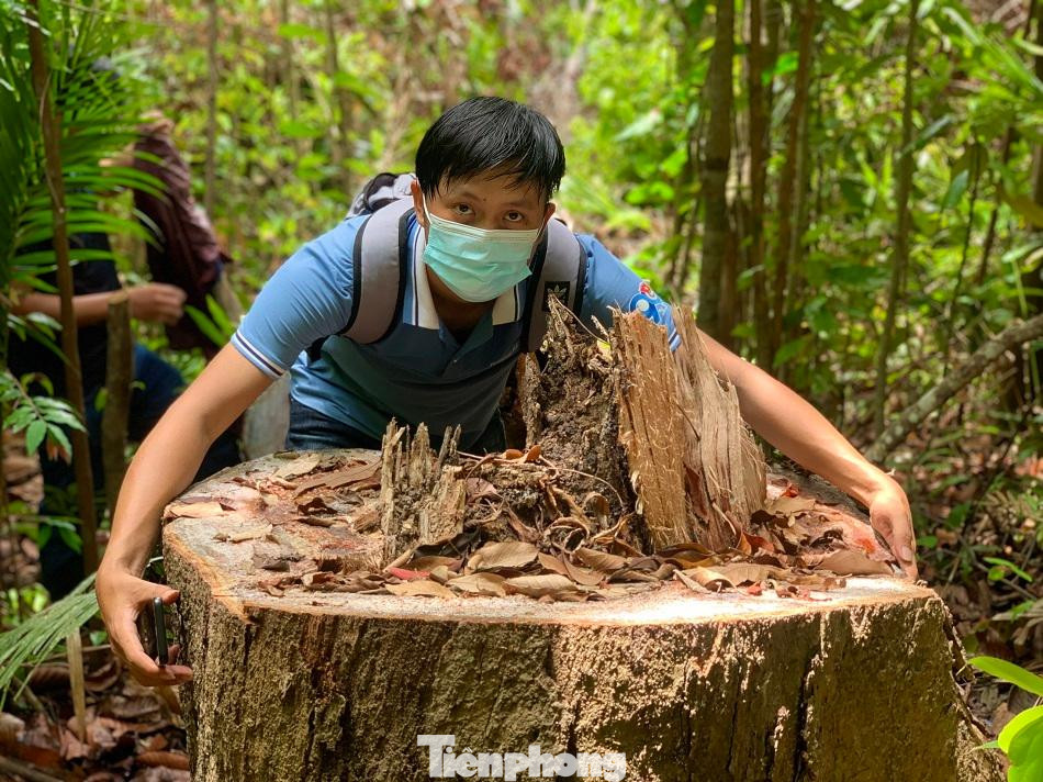 Nhiều cây gỗ lớn hai người ôm không xuể bị lâm tặc đốn hạ. Ảnh: Nguyễn Ngọc