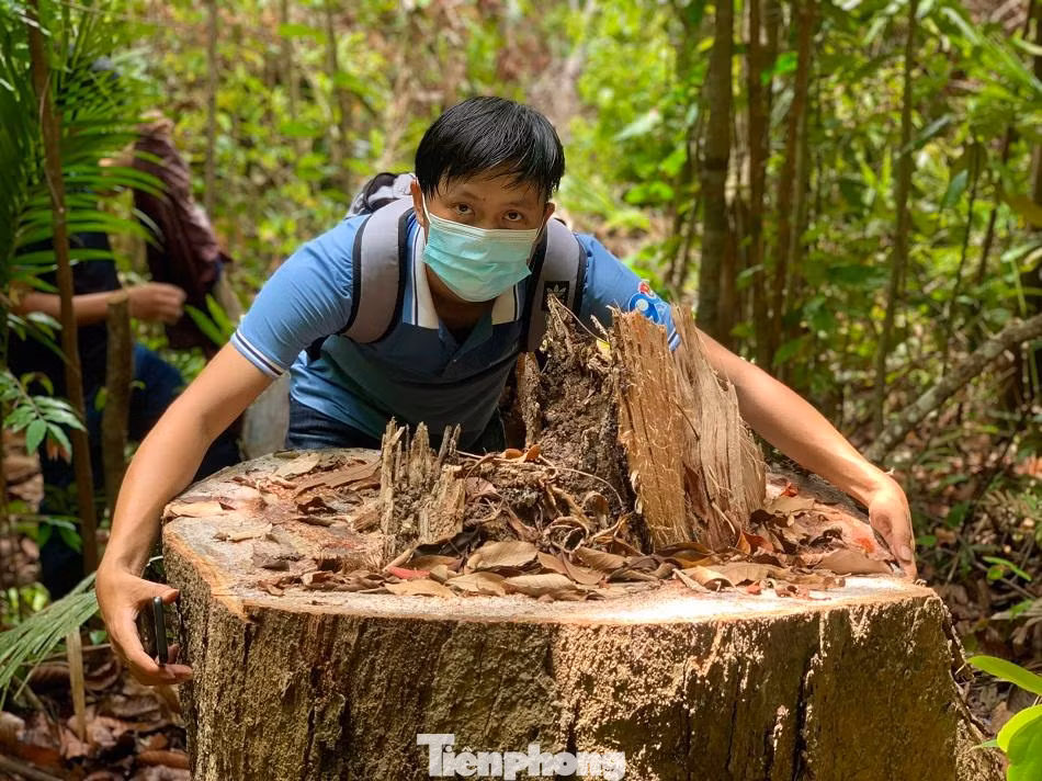 Nhiều cây gỗ lớn hai người ôm không xuể bị lâm tặc đốn hạ. Ảnh: Nguyễn Ngọc Nhiều cây gỗ lớn hai người ôm không xuể bị lâm tặc đốn hạ. Ảnh: Nguyễn Ngọc