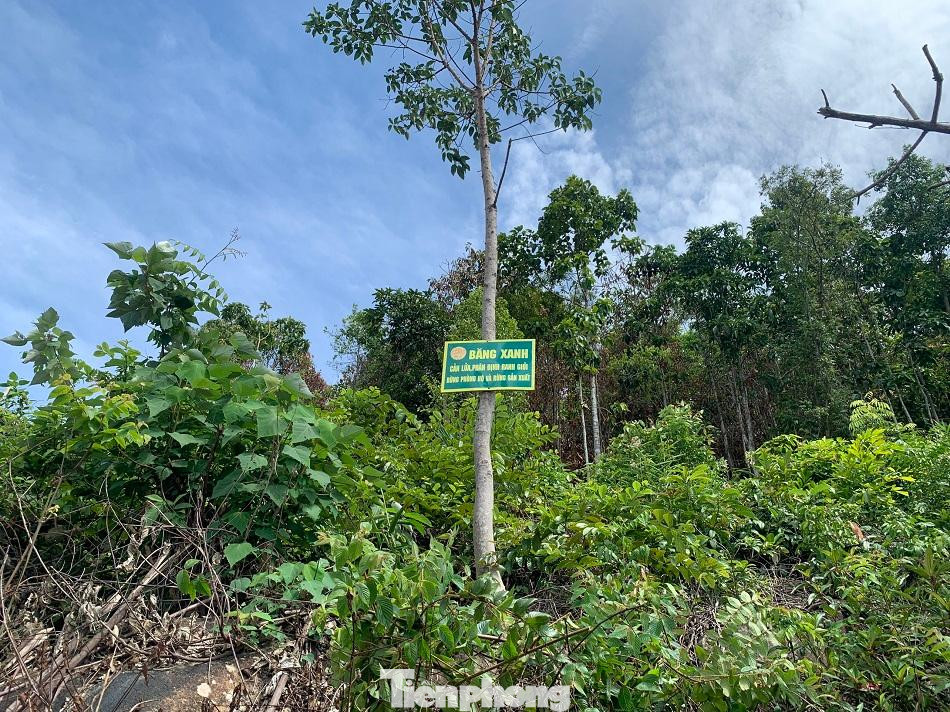 Nơi phá rừng cách đường băng xanh (phân định ranh giới giữa rừng phòng hộ và rừng sản xuất) khoảng 300 mét. Ảnh: Nguyễn Ngọc