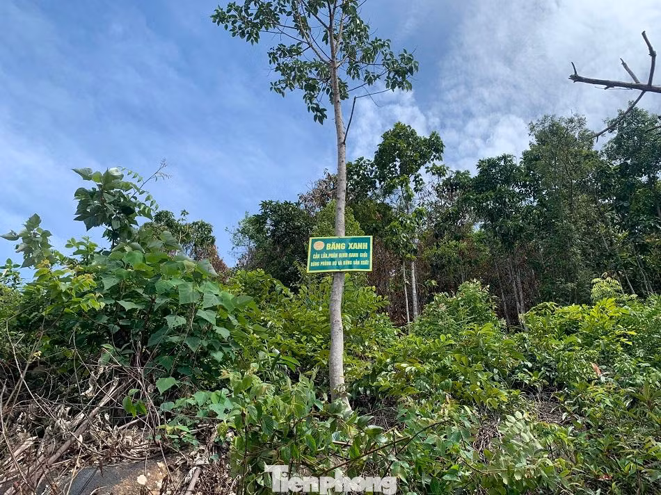 Nơi phá rừng cách đường băng xanh (phân định ranh giới giữa rừng phòng hộ và rừng sản xuất) khoảng 300 mét. Ảnh: Nguyễn Ngọc Nơi phá rừng cách đường băng xanh (phân định ranh giới giữa rừng phòng hộ và rừng sản xuất) khoảng 300 mét. Ảnh: Nguyễn Ngọc
