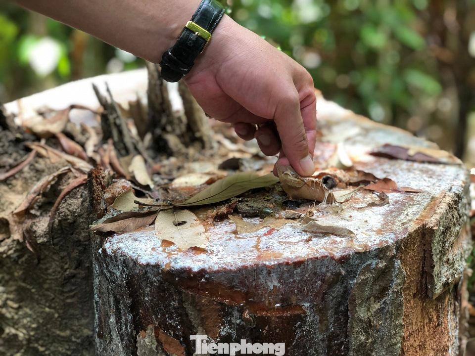 Thân gỗ vẫn còn các vết nhựa. Ảnh: Nguyễn Ngọc