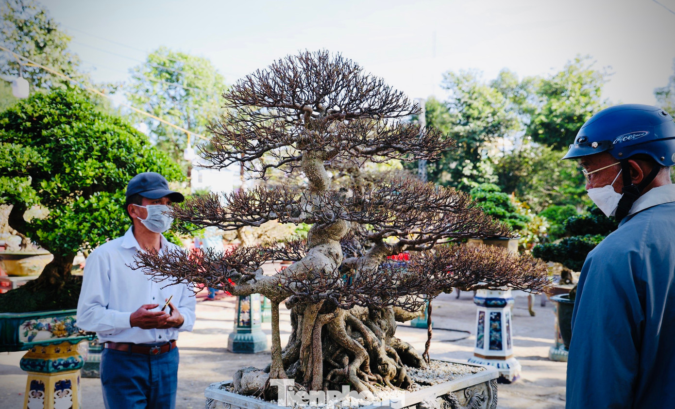 Người dân thích thú chiêm ngưỡng những tác phẩm bonsai tuyệt đẹp.