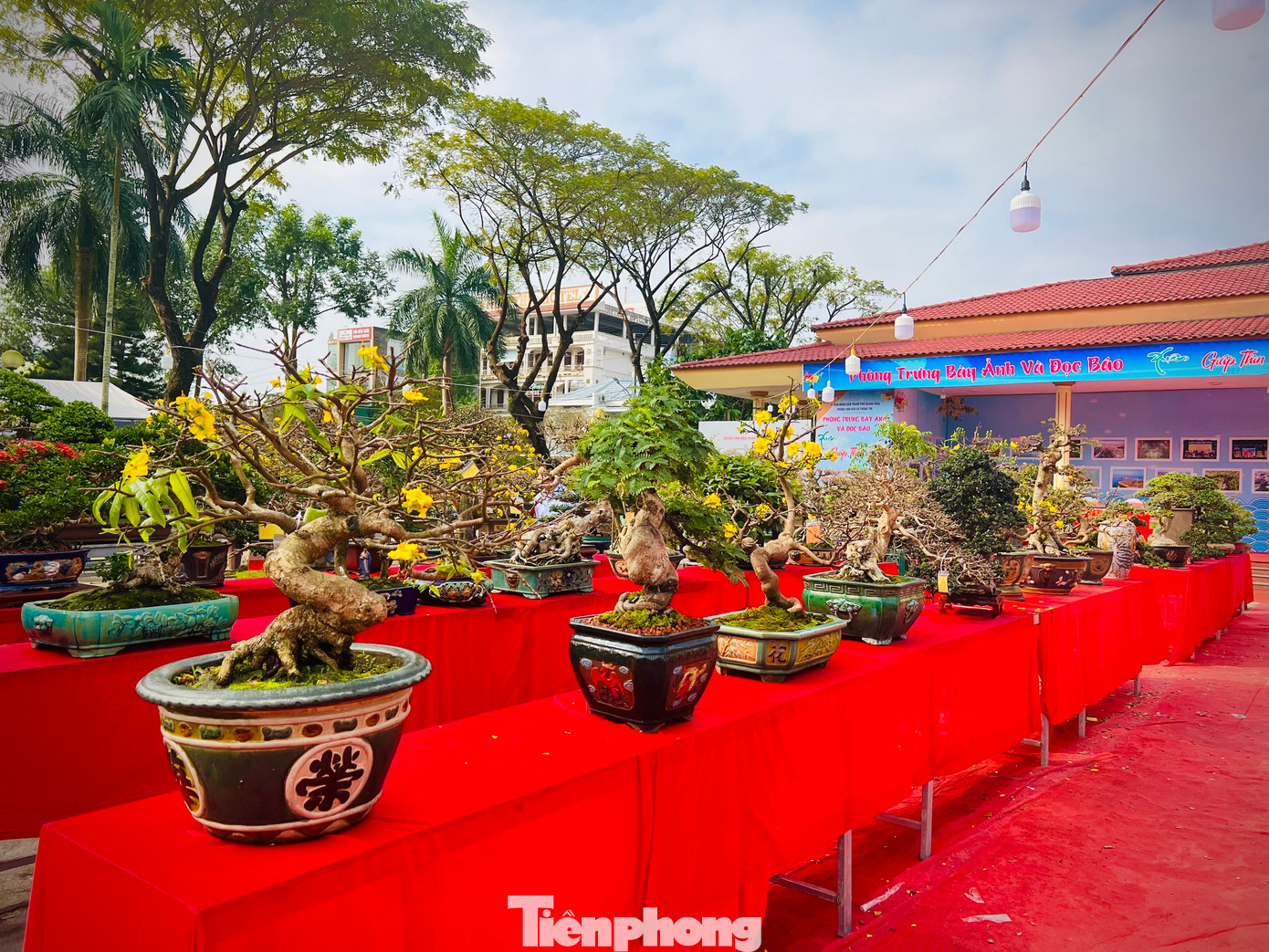 Tham gia triển lãm có gần 200 tác phẩm cây cảnh nghệ thuật, bonsai của 72 hội viên, nghệ nhân và các nhà vườn trên địa bàn tỉnh Quảng Ngãi.